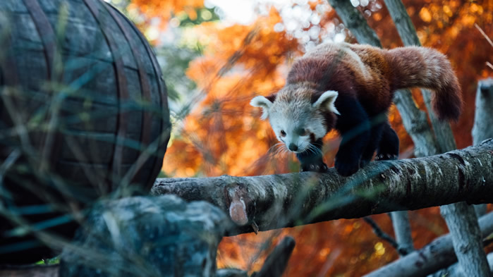 点击大图看下一张:树上可爱的小熊猫图片