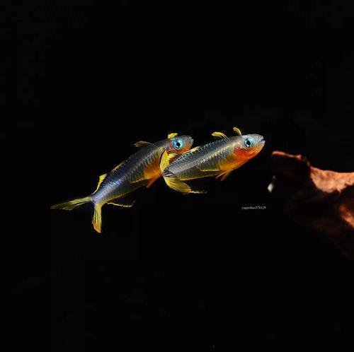 点击大图看下一张：活蹦乱跳的霓虹燕子鱼