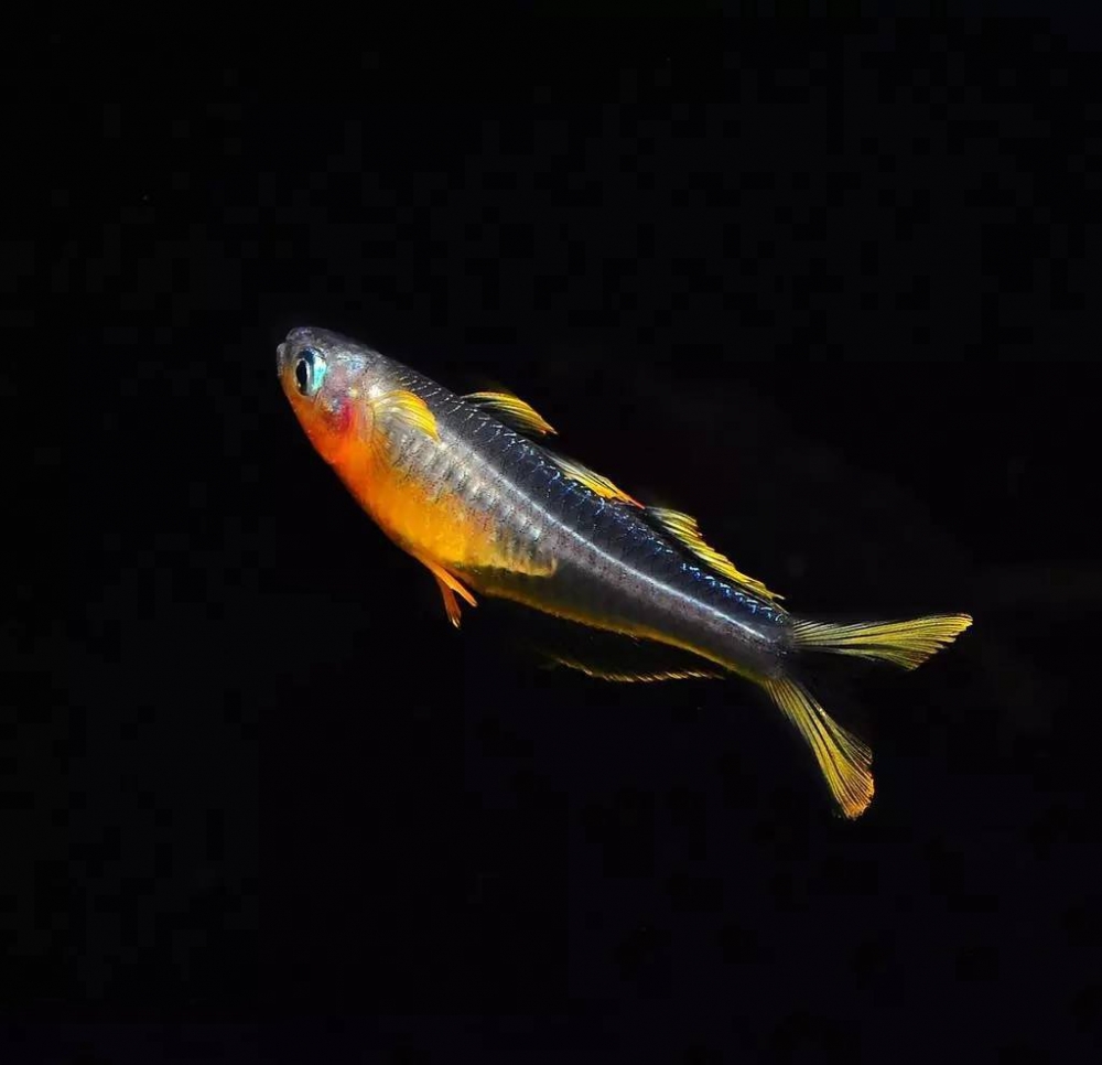 点击大图看下一张：活泼可爱的霓虹燕子鱼图片