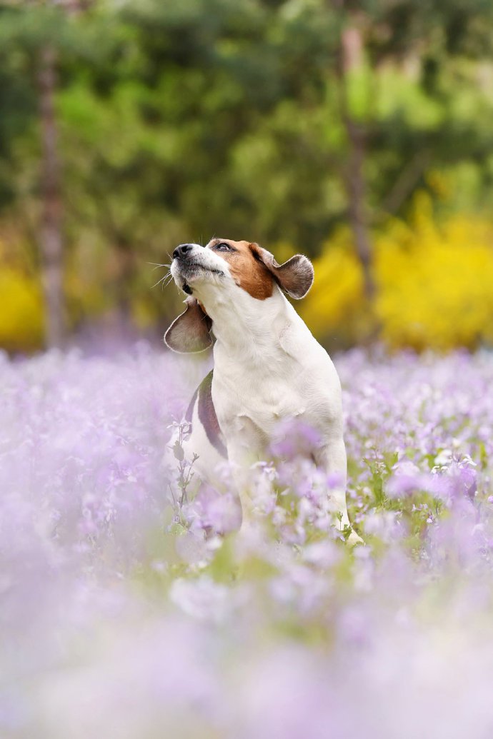 点击大图看下一张：紫色花丛中开心的比格犬