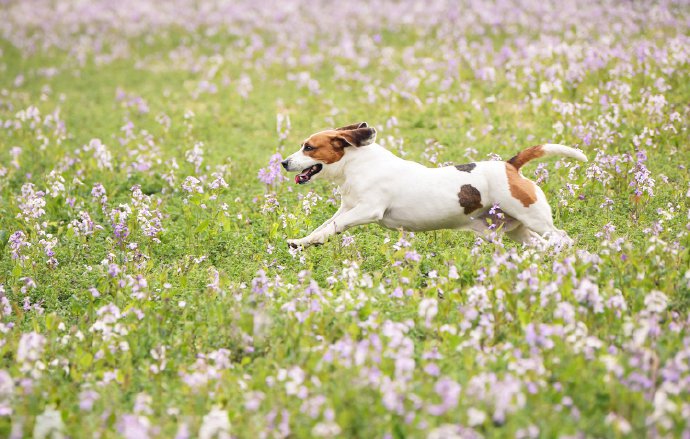 点击大图看下一张：紫色花丛中开心的比格犬