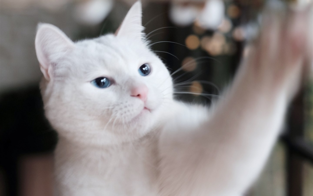 点击大图看下一张：可爱白色猫咪图片