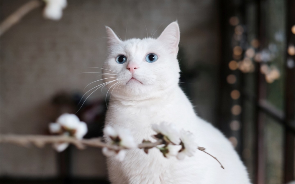 点击大图看下一张：可爱白色猫咪图片