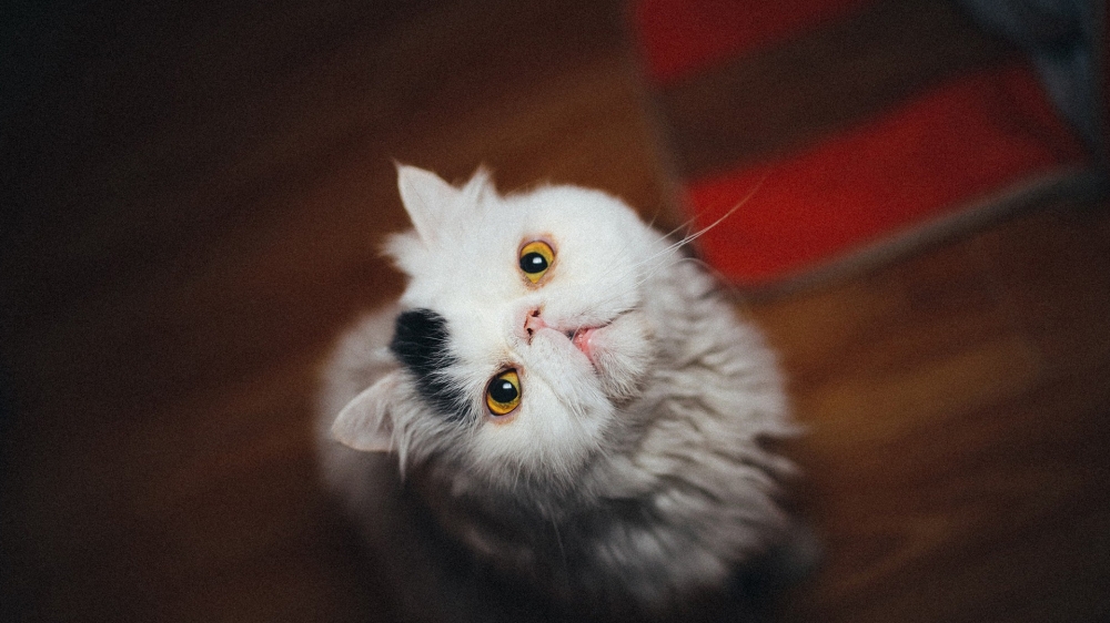 点击大图看下一张：可爱呆萌的小猫咪图片