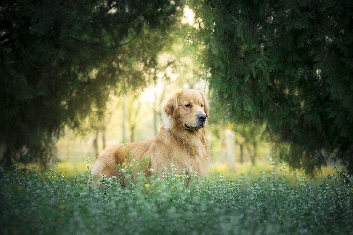 点击大图看下一张：一组帅帅的金毛狗狗图片