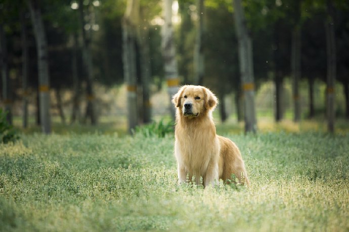 点击大图看下一张：一组帅帅的金毛狗狗图片