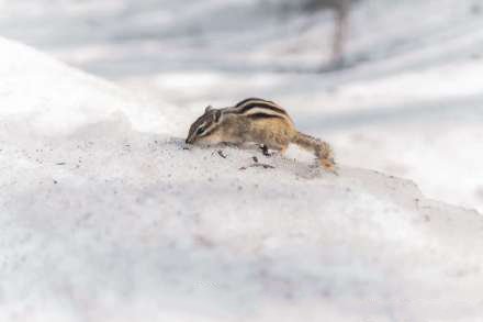 点击大图看下一张：雪地上可爱的花栗鼠图片