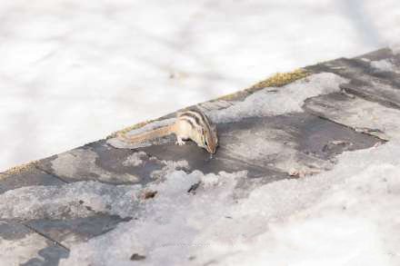 点击大图看下一张：雪地上可爱的花栗鼠图片