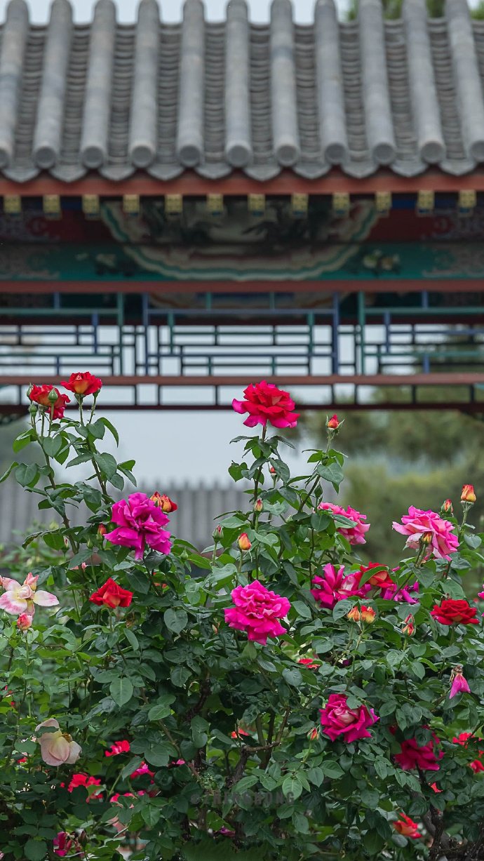 点击大图看下一张：只道花无十日红，此花无处不春风 ​​​​