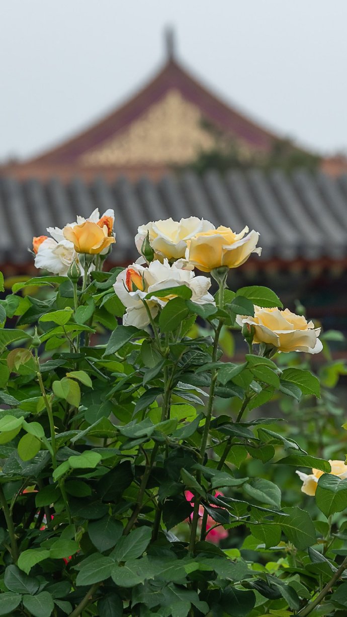 点击大图看下一张：只道花无十日红，此花无处不春风 ​​​​