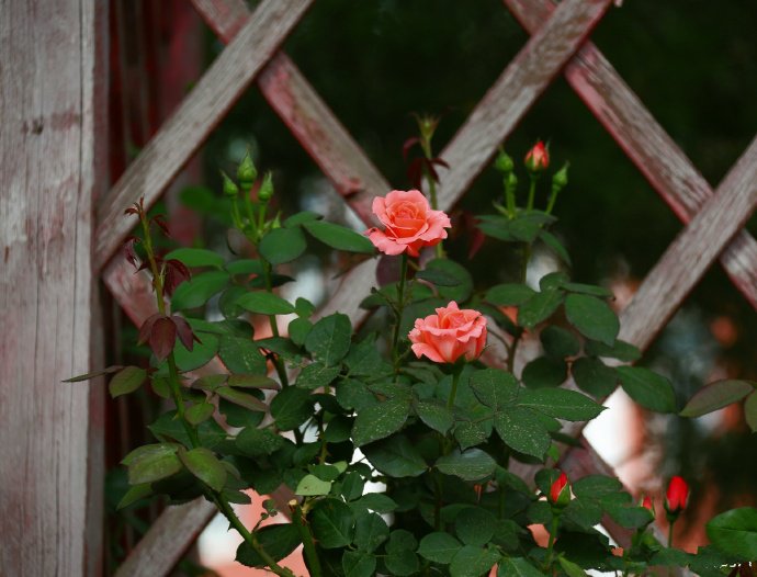 点击大图看下一张:一组路边唯美的月季花图片