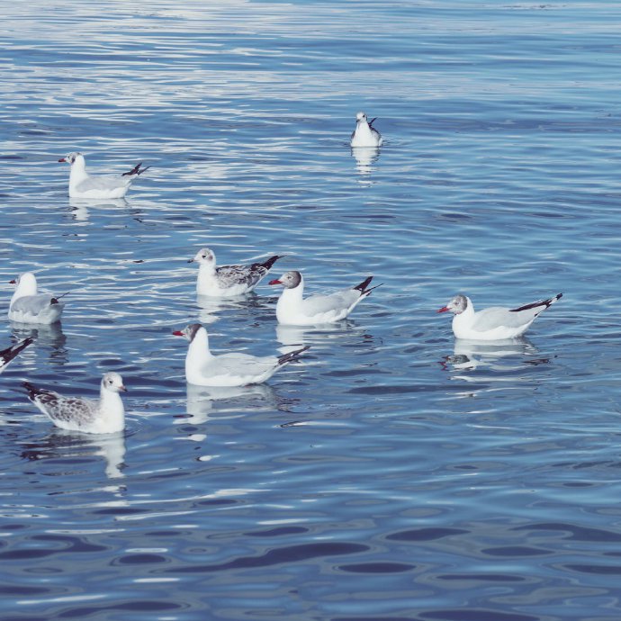 点击大图看下一张：蓝色的青海湖，飞鸟的天堂
