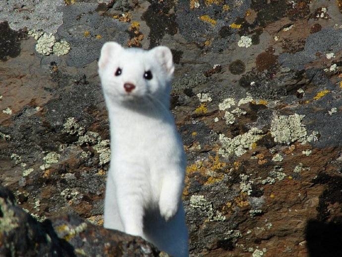 点击大图看下一张：摄影师手下拍摄的白鼬。。。敲可爱啊