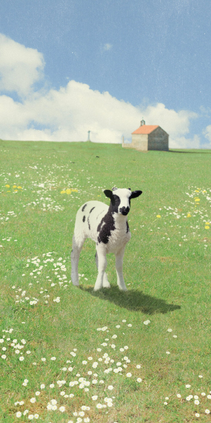 点击大图看下一张：小羊在吃草，云朵在游荡
