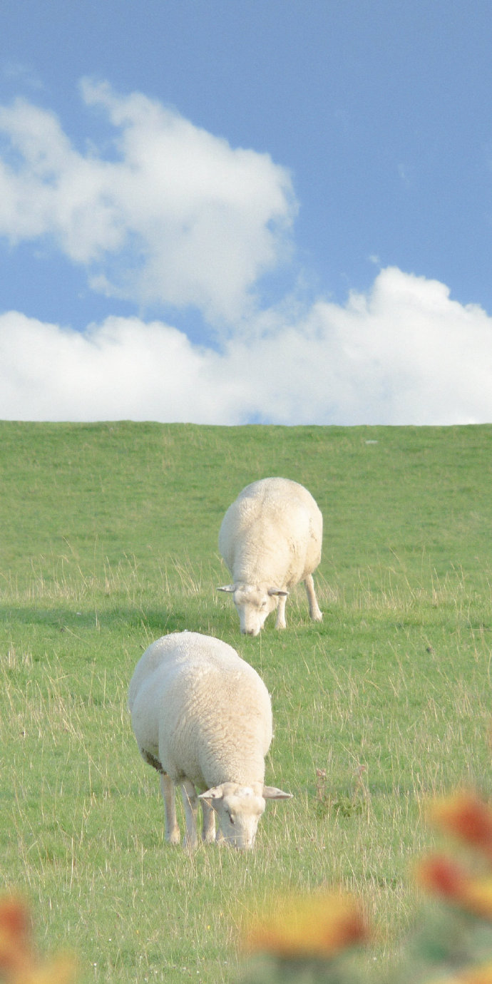 点击大图看下一张：小羊在吃草，云朵在游荡
