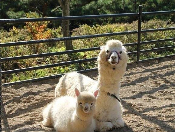 点击大图看下一张：羊驼和妈妈的可爱图片