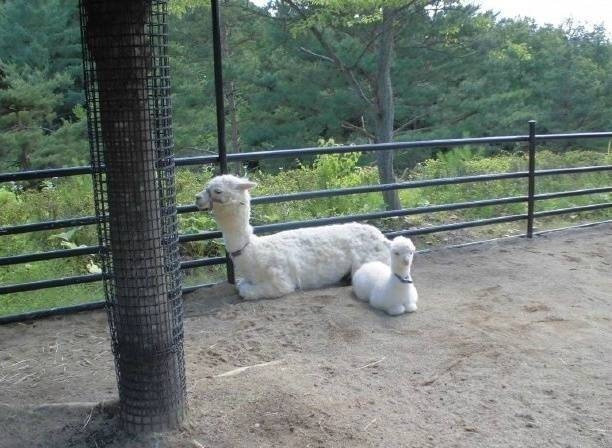 点击大图看下一张：羊驼和妈妈的可爱图片
