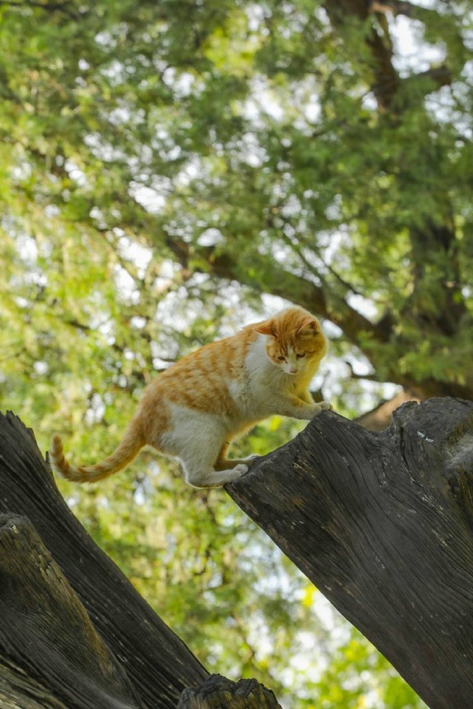 点击大图看下一张：喜欢攀爬的猫猫图片