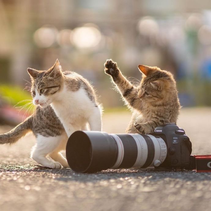 点击大图看下一张：主营可爱、兼职摄影的小猫咪