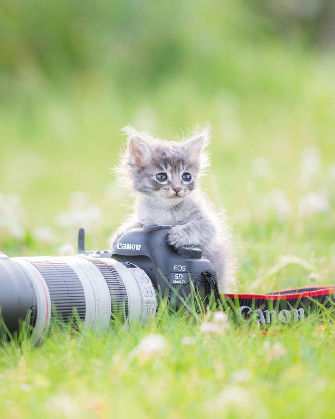 点击大图看下一张：主营可爱、兼职摄影的小猫咪