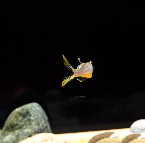 点击大图看下一张：活泼轻快的霓虹燕子鱼