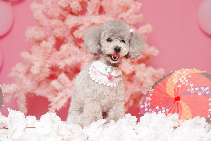 点击大图看下一张：粉色背景下超可爱的狗狗