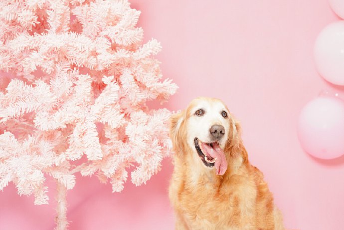 点击大图看下一张：粉色背景下超可爱的狗狗