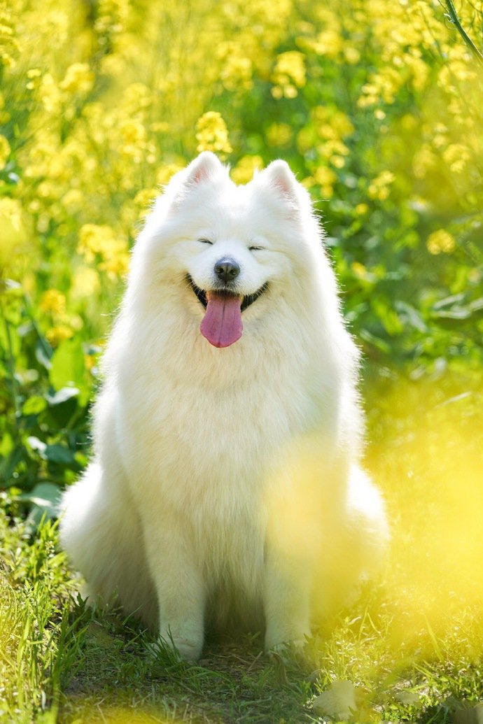 点击大图看下一张:萨摩耶就像爱笑的天使一样