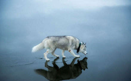 点击大图看下一张：水上行走的帅气哈士奇图片