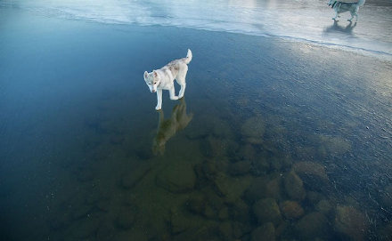 点击大图看下一张：水上行走的帅气哈士奇图片