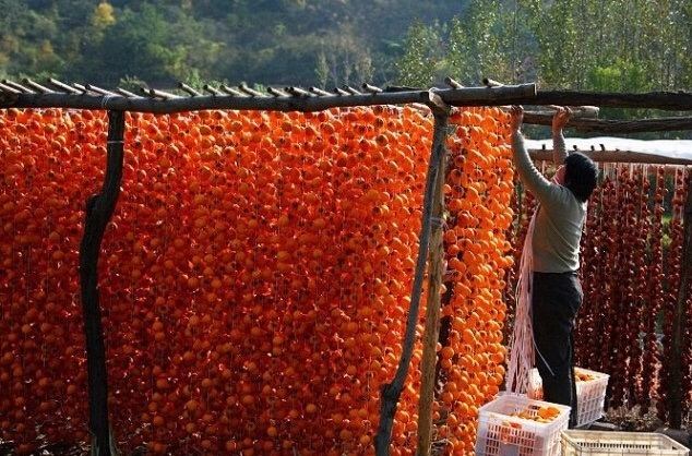 点击大图看下一张：一串串的红柿子图片欣赏