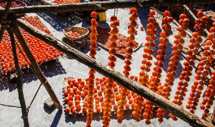 点击大图看下一张：一串串的红柿子图片欣赏