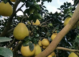 一组挂在树上新鲜的柚子图片