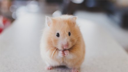 点击大图看下一张：可爱的仓鼠唯美摄影高清美图 ​