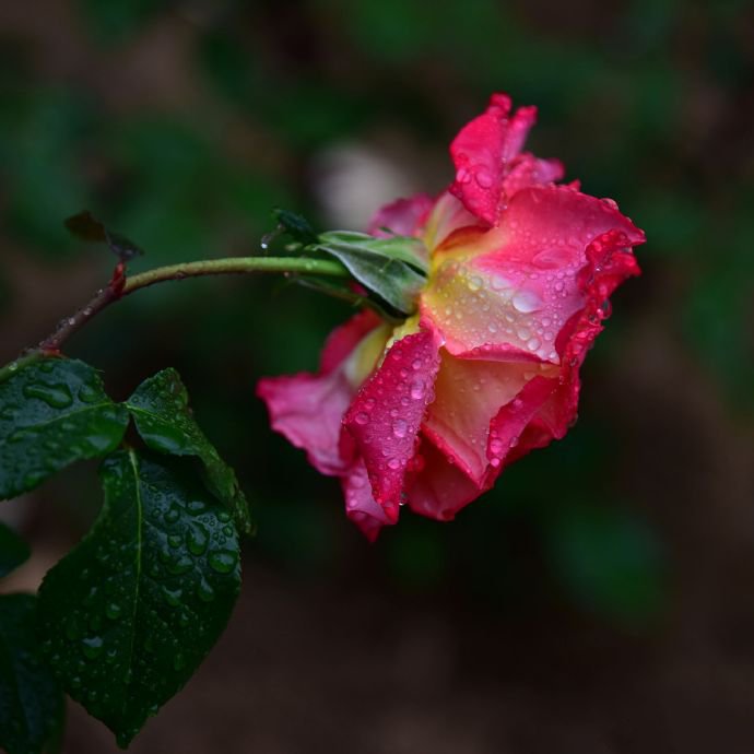 点击大图看下一张:雨后的月季花开的更艳