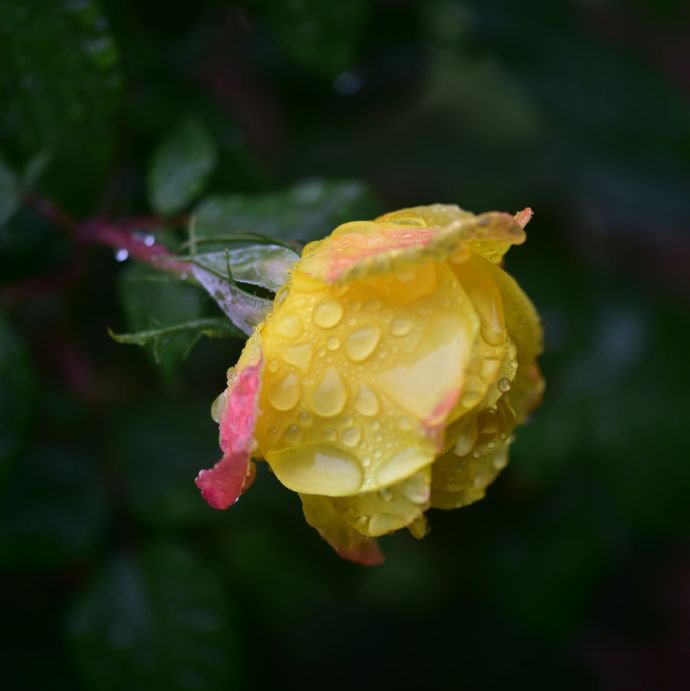 点击大图看下一张：雨后的月季花开的更艳