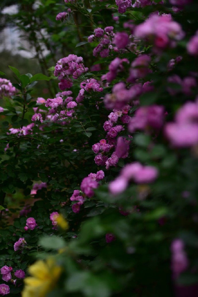 点击大图看下一张：一组超好看的蔷薇花图片