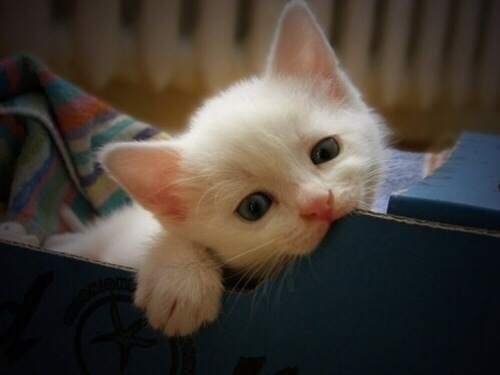 点击大图看下一张：超可爱的小猫咪萌宠图片