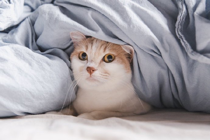 点击大图看下一张:窝在被窝里的小奶猫图片