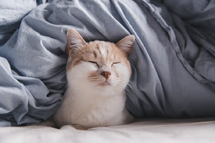 点击大图看下一张:窝在被窝里的小奶猫图片