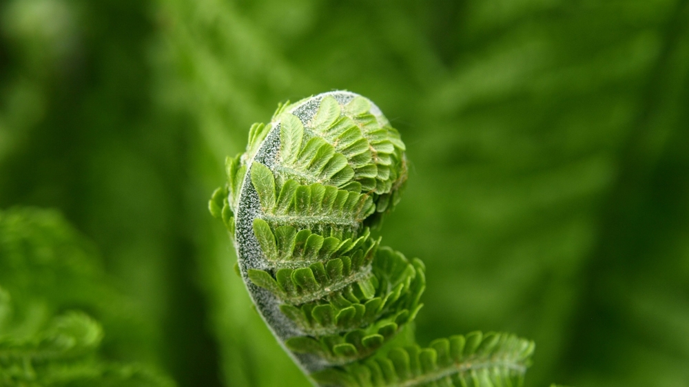 点击大图看下一张：绿色护眼植物图片高清桌面壁纸