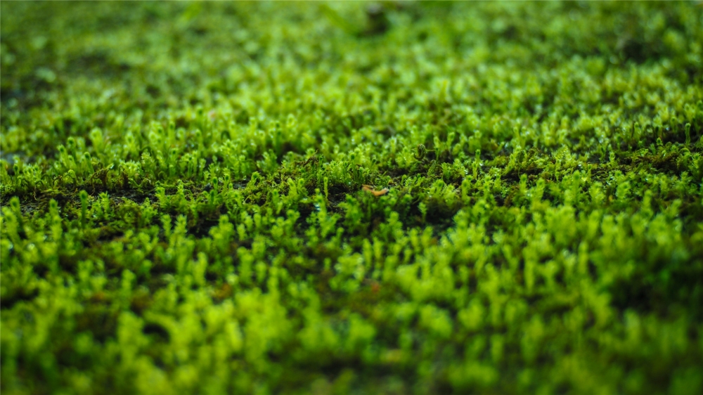 点击大图看下一张：绿色苔藓小清新高清桌面壁纸
