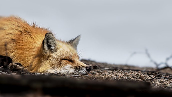 点击大图看下一张：可爱的狐狸摄影高清美图