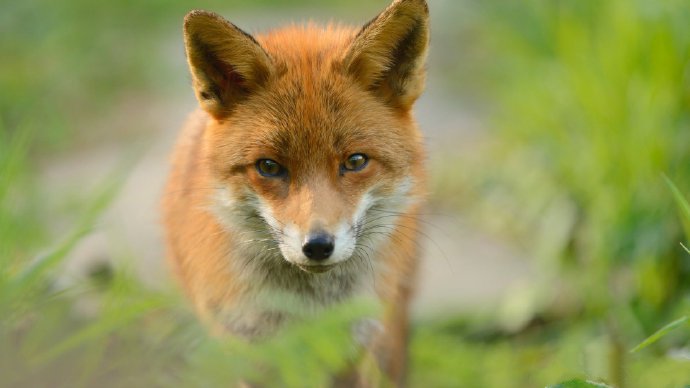 点击大图看下一张：可爱的狐狸摄影高清美图