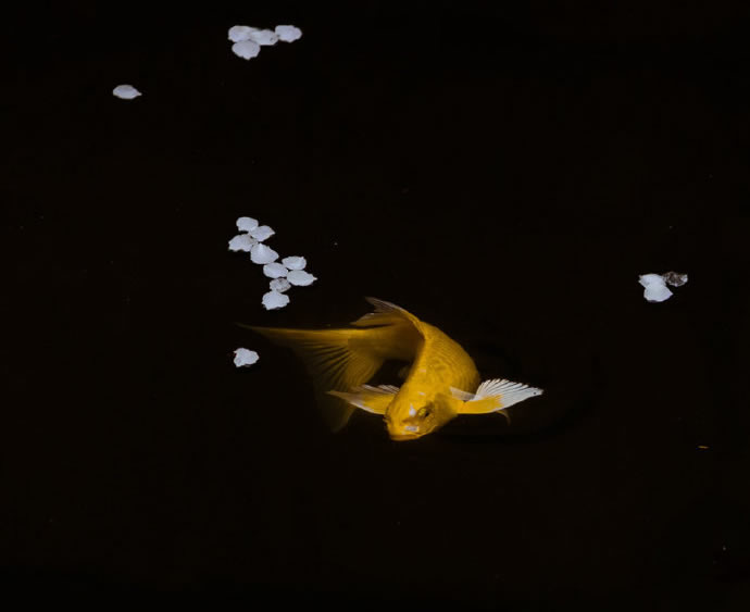 点击大图看下一张：春夜深处，飞花锦鲤祈愿来