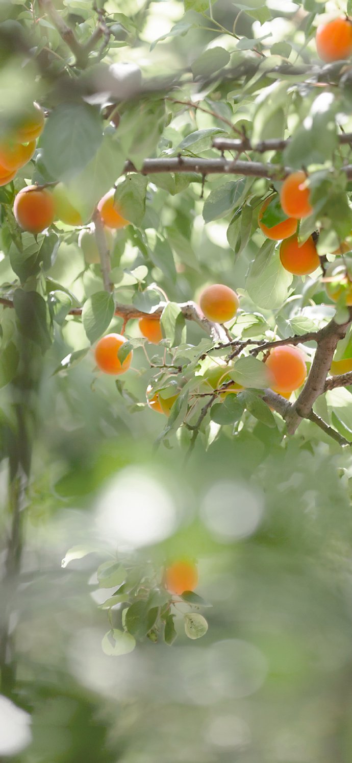 点击大图看下一张：一组半红半熟的杏子图片