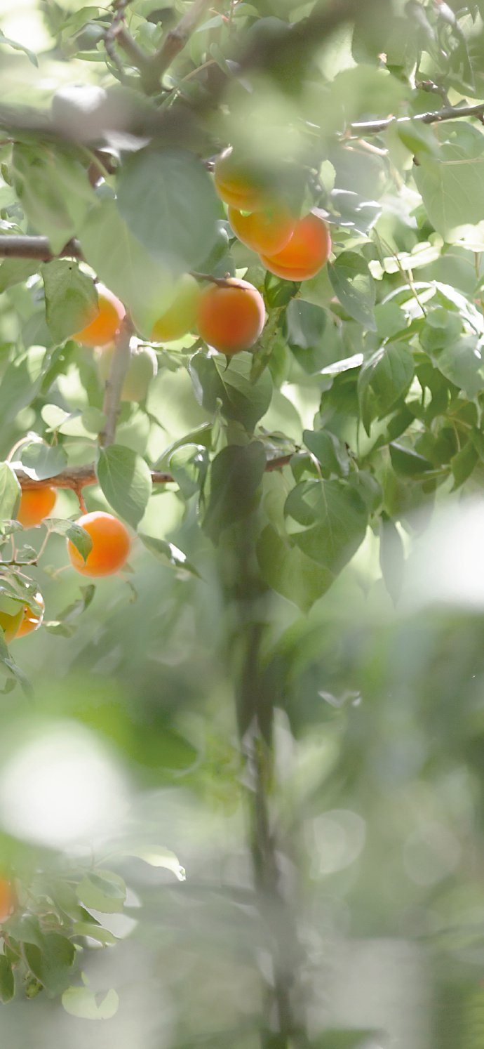 点击大图看下一张：一组半红半熟的杏子图片