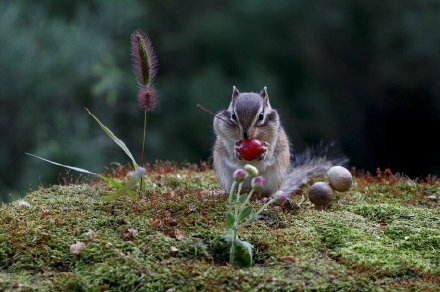 点击大图看下一张：可爱的花栗鼠在不停地吃各种干果