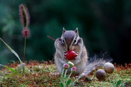 点击大图看下一张：可爱的花栗鼠在不停地吃各种干果