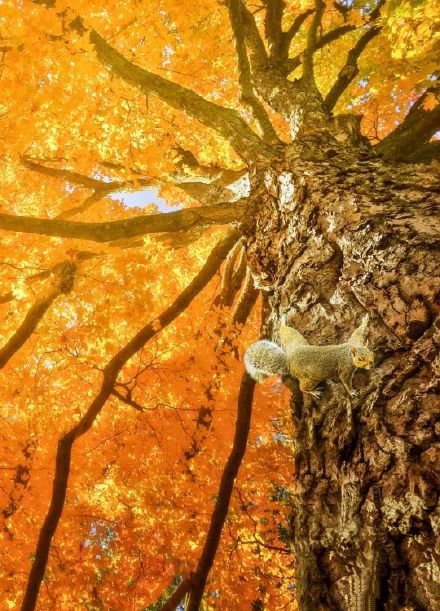 点击大图看下一张：秋天里可爱乖巧的松鼠图片